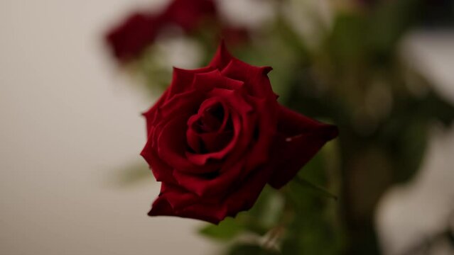 Beautiful roses in close-up