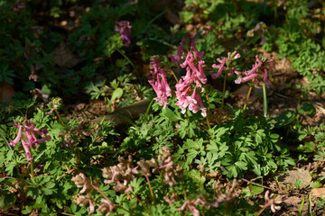 Hohler Lerchensporn im Frühjahr im Wald	
