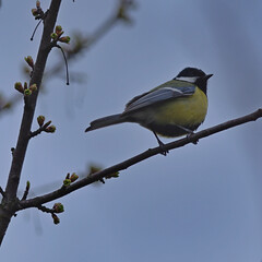 Great tit (Parus major) in spring.