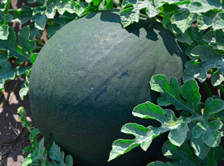 zielony , okrągły owoc arbuza, Citrullus lanatus, green, round watermelon fruit, watermelon in...