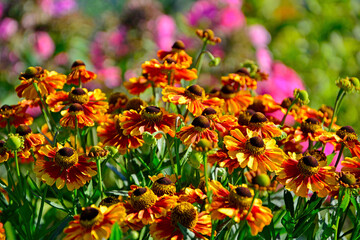 Dzielżan jesienny (Helenium autumnale) na rozmytym tle, pomarańczowy dzielżan, common sneezeweed, large-flowered sneezeweed, bokeh	