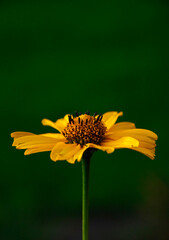 żółty kwiat na zielonym tle, yellow flower on a green background, Słoneczniczek szorstki,...