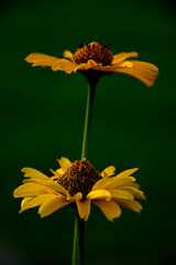 żółty kwiat na zielonym tle, yellow flower on a green background, Słoneczniczek szorstki,...