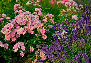 róża i lawenda, lawenda wąskolistna - lavender, lavandula angustifolia, Rosa, różowe róże i fioletowa lawenda, pink garden roses,ogród kwiatowy  © kateej