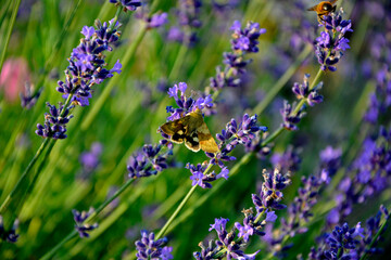 lawenda wąskolistna - lavender - Lavandula angustifolia  © kateej