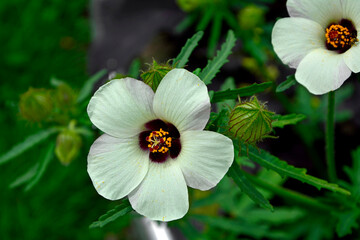 ketmia południowa, Hibiscus trionum, flower-of-an-hour, bladder hibiscus, bladder ketmia, bladder weed, puarangi, venice mallow - obrazy, fototapety, plakaty