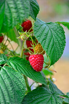 czerwona malina na krzaku w ogrodzie, (Rubus idaeus), red raspberry on a bush in the garden 	