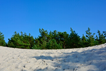 Piaszczysta wydma nadmorska, klif, pine trees on a sandy coastal dune, sandy coastal dune	 - obrazy, fototapety, plakaty