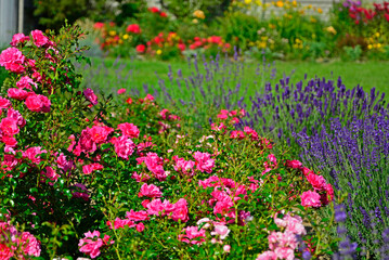 róża i lawenda, lawenda wąskolistna - lavender, (lavandula angustifolia, Rosa), różowe róże...