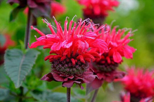 Pysznogł&oacute;wka krwista, dwoista, Monarda didyma, horsemint, bergamot, scarlet beebalm, scarlet monarda, Red flowers of monarda in the garden