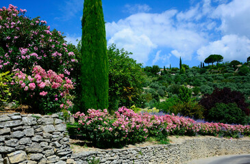 Fototapeta premium prowansja, krajobraz, kammienny dom, błękitne niebo, róże i perowskia, cyprys, mediterranean garden, ogród prowansalski 