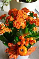 Kalanchoe blossfeldiana, żyworódka Blossfelda, pomarańczowe kalanchoe z jesienną dekoracją i pomarańczową dynią, jesienna dekoracja, orange kalanchoe with autumn decoration and orange pumpkin	