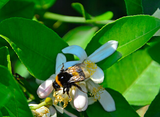 białe kwiaty cytryny, kwitnąca cytryna, trzmiel na kwiatach cytryny, Citrus limon, white lemon flowers, blooming lemon, bumblebee on lemon flowers, bee pollinating lemon flower
