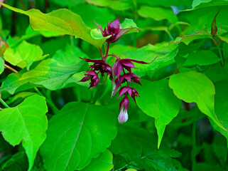 Leicesteria piękna, Leycesteria formosa, flowers on a Himalayan honeysuckle, Leycesteria formosa with berries, jadalne owoce, pheasant berry
