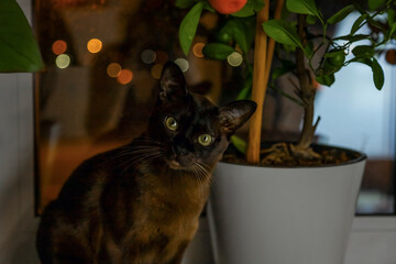 A real adult brown cat on the window among the plants in the evening light.