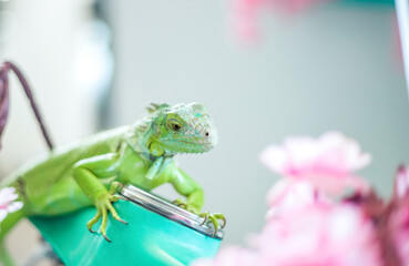 Green iguana close-up, animal close-up.