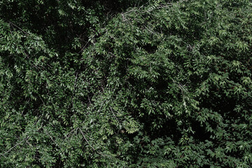 Green leaves background pattern texture
