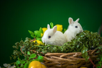 Cute white rabbits are sitting in a wicker basket. The decor is decorated with flowers and lemons. A place for the text.