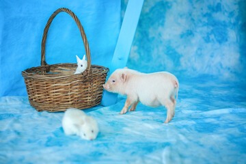 Cute funny piggy. A mini pig.