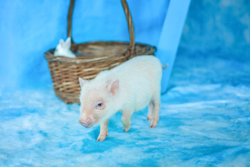 Cute funny piggy. A mini pig.