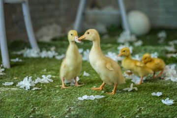 The ducks are at home. Light and dark ducklings walk freely. Close-up, top view, a group of adorable little yellow ducklings.