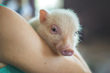 A cute piggy in my arms. Cute little piggy.