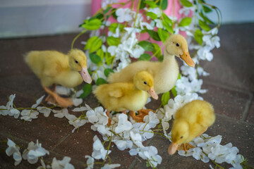 The ducks are at home. Light and dark ducklings walk freely. Close-up, top view, a group of adorable little yellow ducklings.
