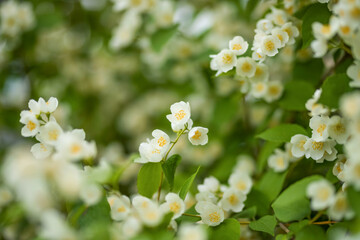 Close-up of white jasmine flowers in the garden. A flowering jasmine bush on a sunny summer day. T