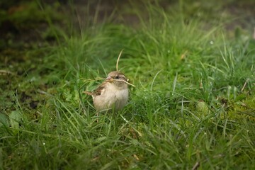 oiseaux