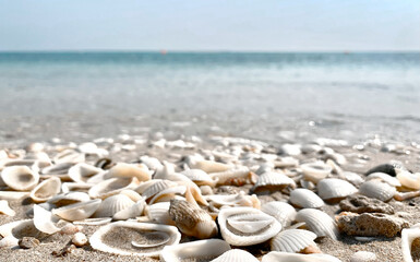 Sir Bani Yas, shells and sea, Island in the United Arab Emirates