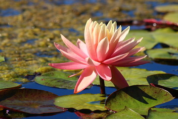 Colorful lotus flower above the lake. Nelumbo is a genus of aquatic plants with large, showy flowers.