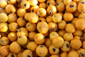 Crataegus orientalis, known as oriental hawthorn, is a species of hawthorn native to the Mediterranean region, Turkey with fruits that are orange or various shades of red.