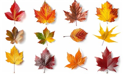 Set and collection of beautiful autumn leaves isolated on white background with clipping path. Full Depth of field. Focus stacking. PNG. Generative AI technology, Generative AI - obrazy, fototapety, plakaty
