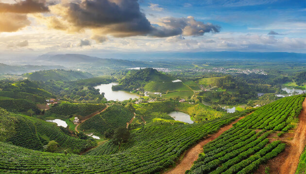 Coffee plantation hills, beautiful landscape background