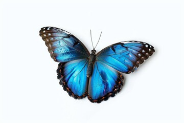 Beautiful blue tropical Morpho butterfly with wings spread and in flight isolated on white background, close-up macro, DOF. Depth of Field, high quality photo, Generative AI