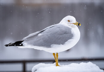 A seagull in winter during a snow storm sitting on a post with snow.