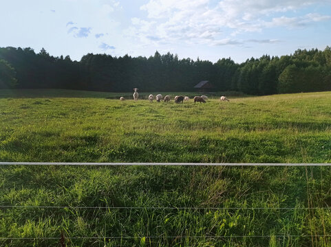 Green grassy pasture with sheep. Meadow with herd of sheep and electric fence in the foreground.