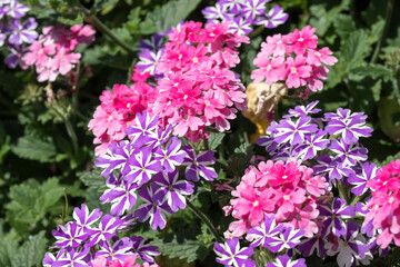 Beautiful Verbena Hybrida flowers in the park.