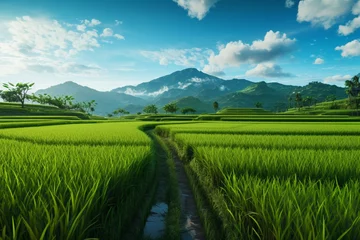 Crédence de cuisine en verre imprimé Rizières Vibrant green rice paddy fields with a pathway leading towards the mountains under a clear blue sky.