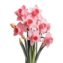 bouquet of pink color Daffodil flowers 