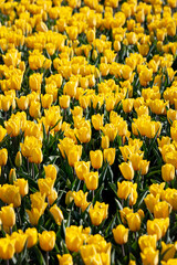 Background of beautiful, blooming yellow tulips