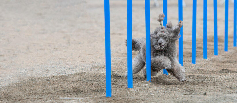 Poodle doing slalom on a dog agility course