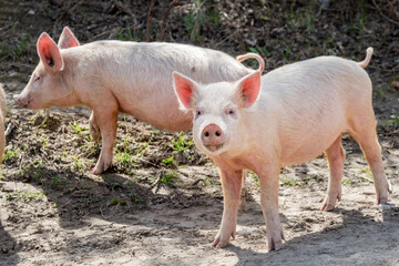 Two young piglets on a farm