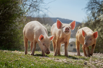 Three little pigs grazing on green grass