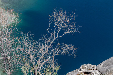The iridescent, clean and transparent surface of the sea and branches of a dry tree