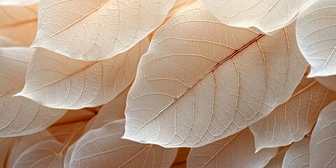 Closeup of abstract beige white translucent layered leaves, macro nature organic background texture pattern, Generative AI