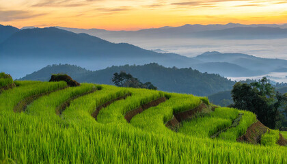 Fototapeta na wymiar rice field curve terraces at sunrise time, the natural background of nature Asia, rice paddy field in the mountain with fog at sunrise