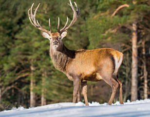 Red Deer Stags (Cervus elaphus) in the snow at forest edge. Scotland, March.