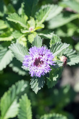 Blooming Centratherum punctatum flower.