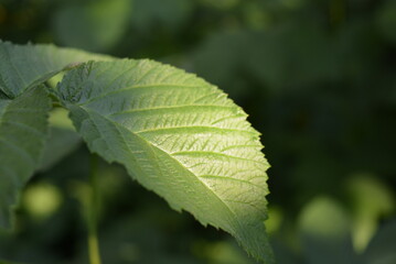 Raspberry bushes raspberry leaves on a sunbeam with its structure and natural color green